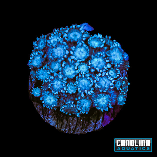 Frag - Baby Blue Goniopora