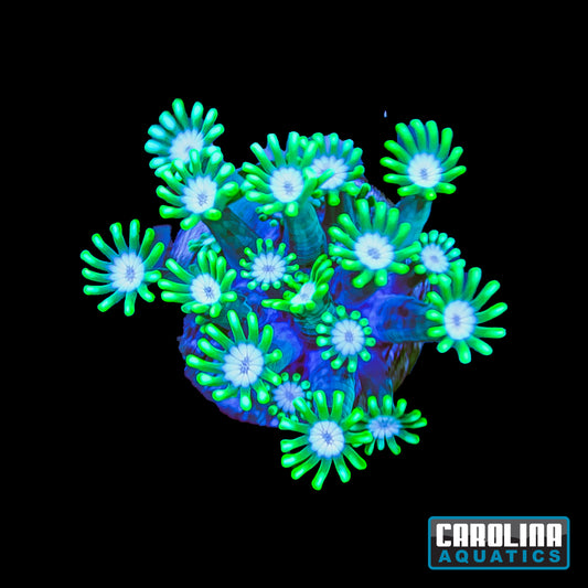 Frag - Green Garden Goniopora