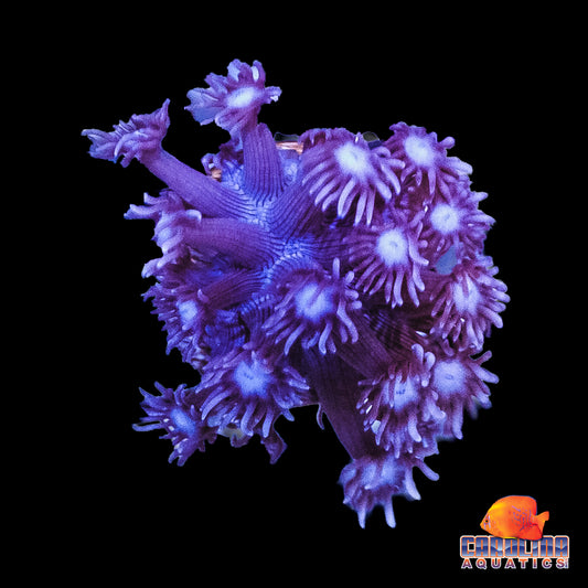 Frag - Purple Goniopora