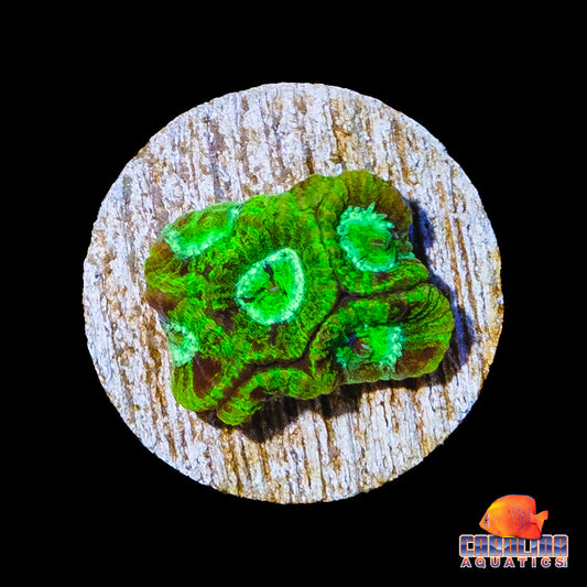 Frag - Neon Camo Favia