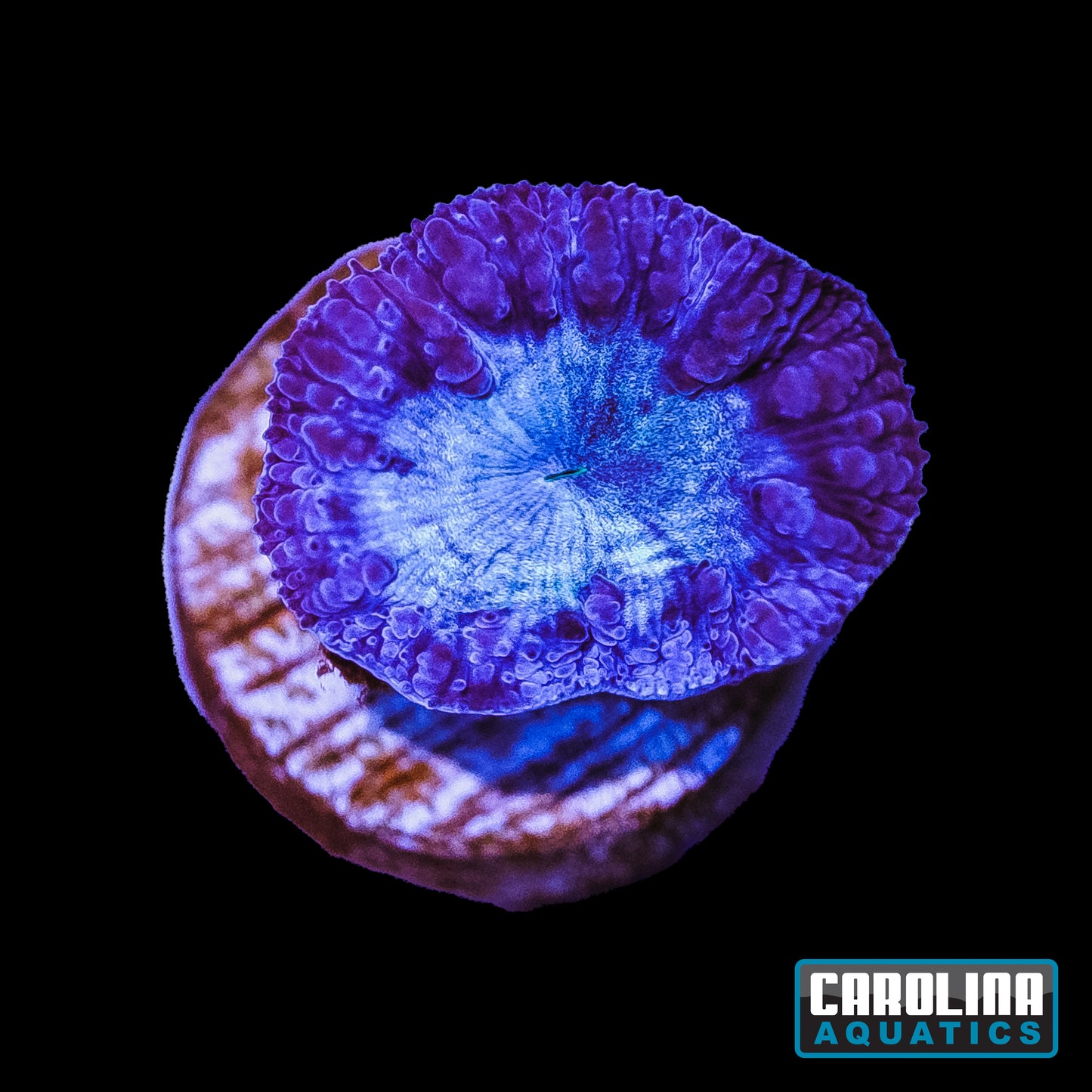 Frag - Purple Blasto Wellsi