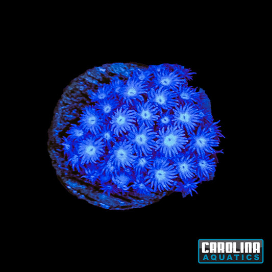 Frag - Blue White Mouth Goniopora