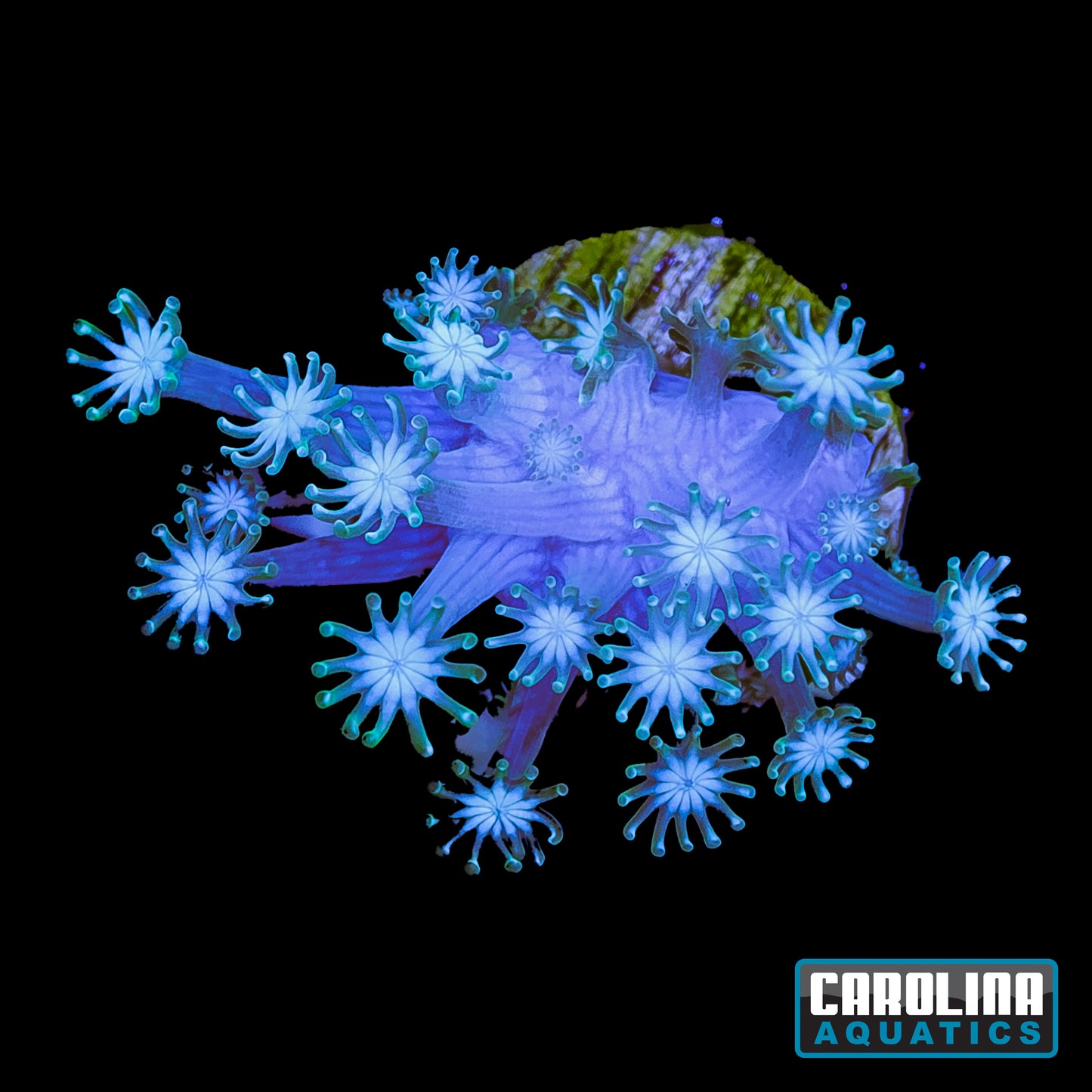 Frag - Pastel Green Goniopora
