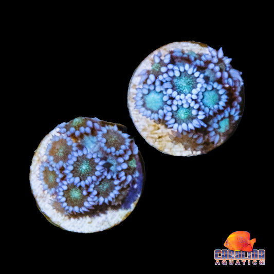 Frag - Blue Galaxy Eye Goniopora