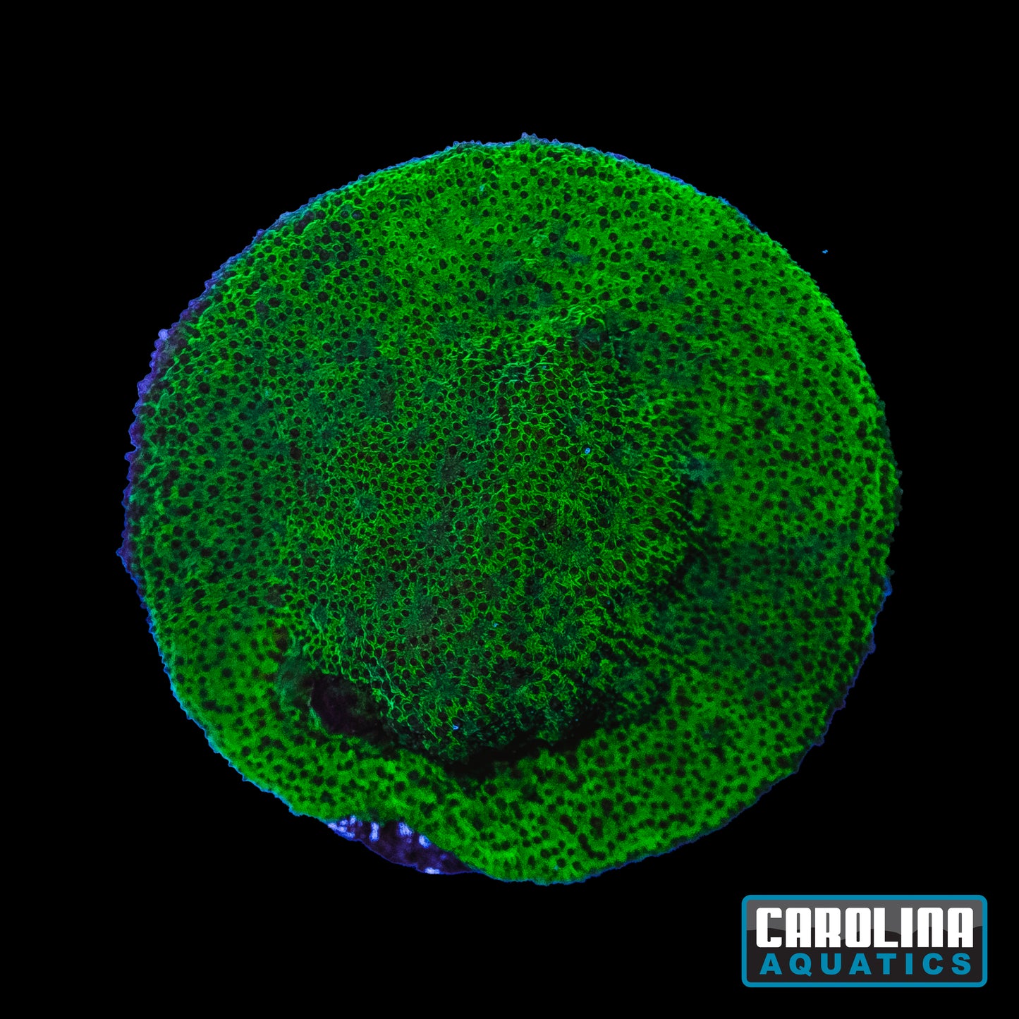 Frag - Field of Green Psammacora