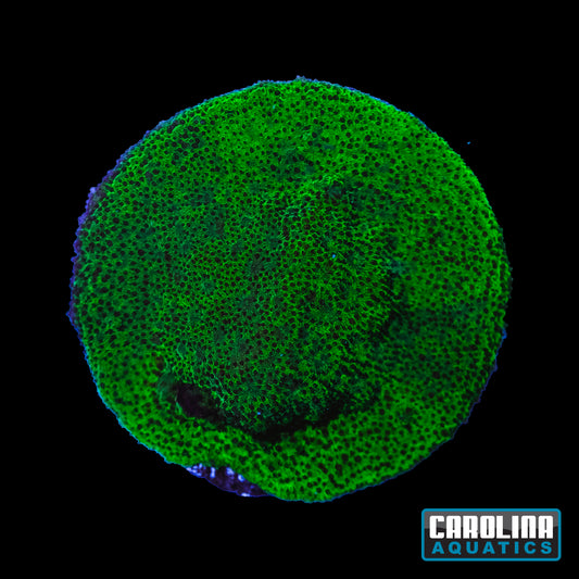 Frag - Field of Green Psammacora