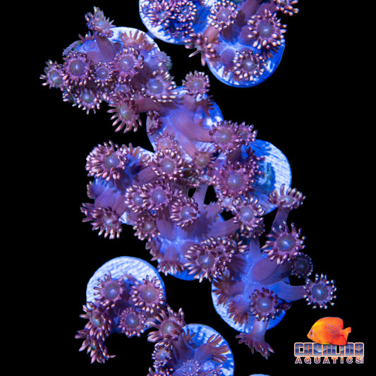 Frag - Pink Tips Red Goniopora