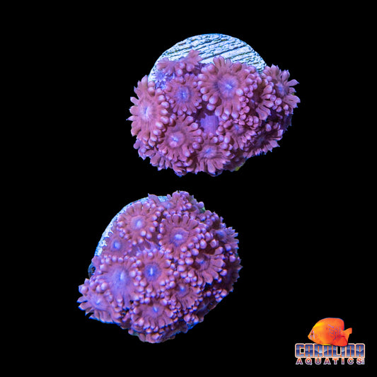 Frag - Pink Blue Mouth Goniopora