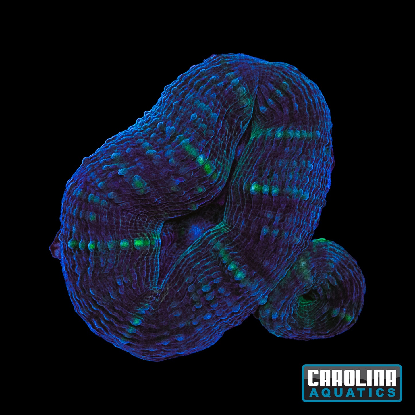 Frag - Indo Lobo Ultra