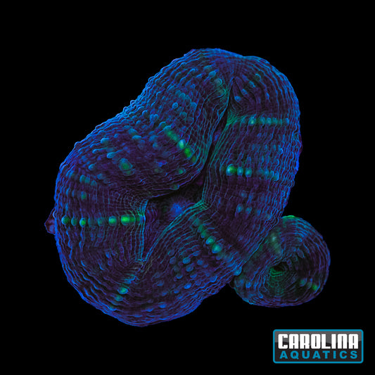 Frag - Indo Lobo Ultra