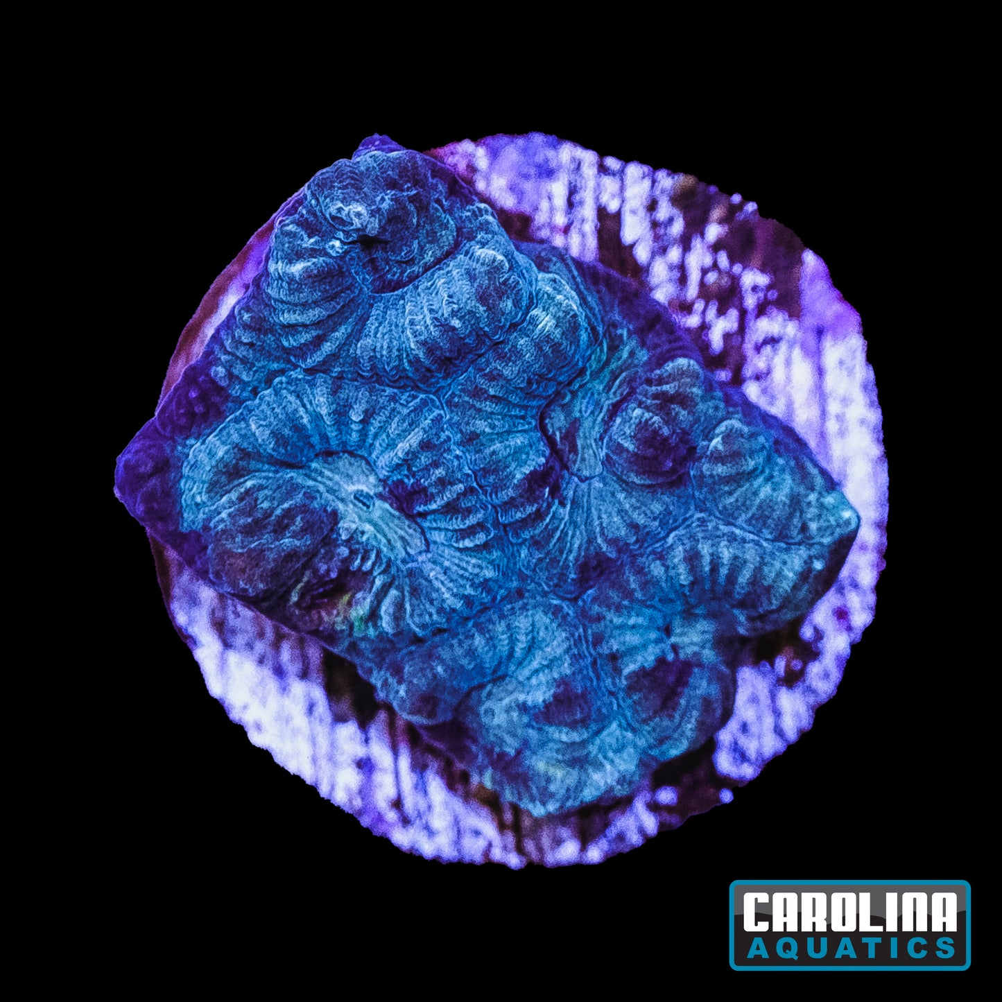 Frag - Mint Frosty Favia