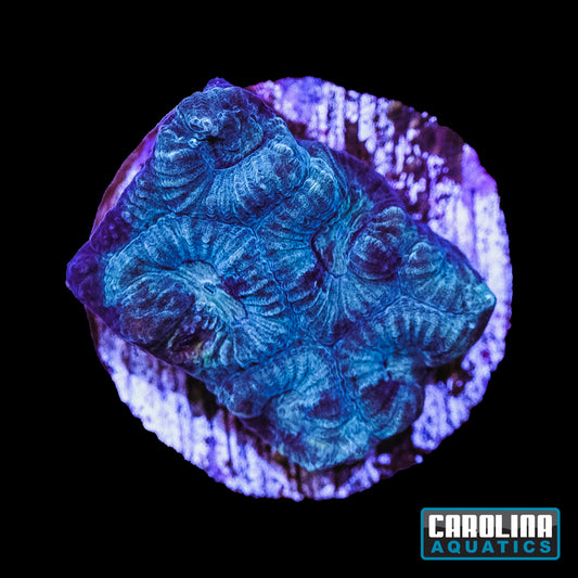 Frag - Mint Frosty Favia
