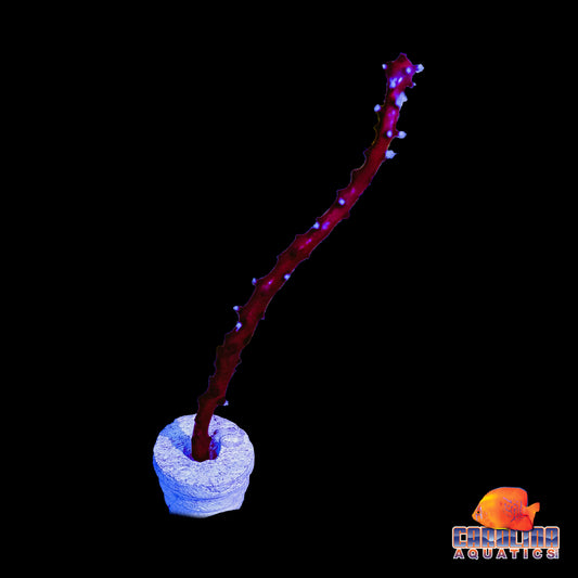Frag - Gorgonian Deep Water Red