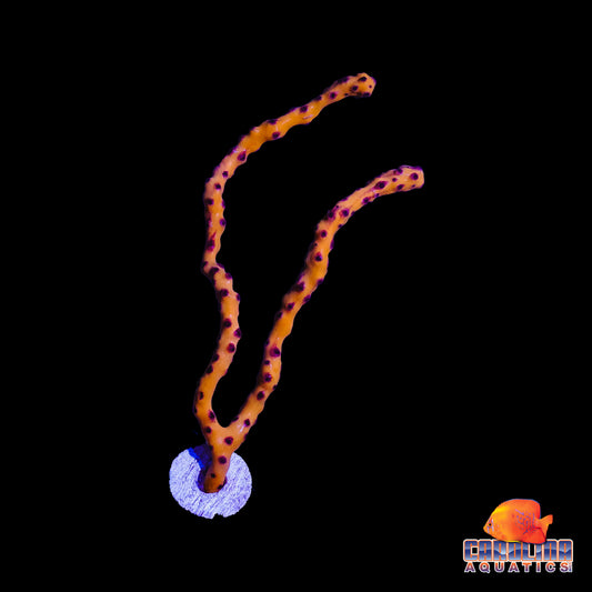 Frag - Gorgonian Deep Water Yellow