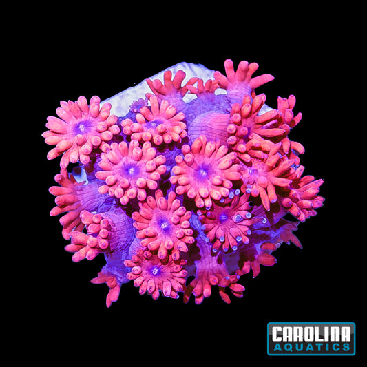 Frag - Goniopora Red Blue Eye