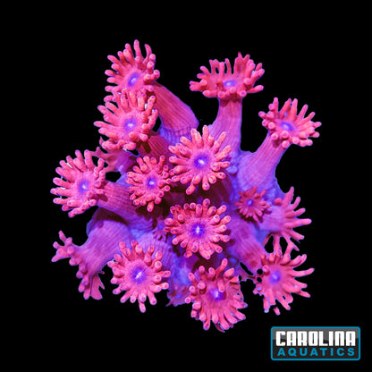 Frag - Goniopora Red Blue Eye