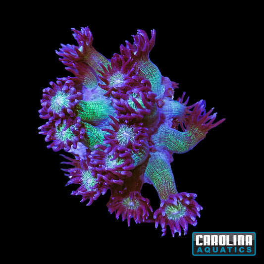 Frag - Goniopora Glitter Bomb