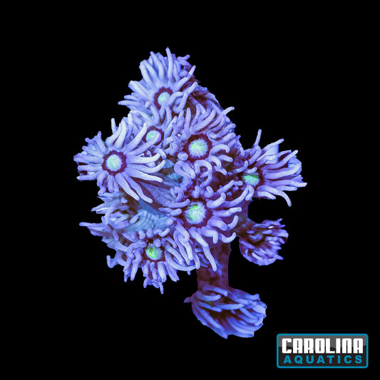 Frag - Goniopora Blue Yellow Eye