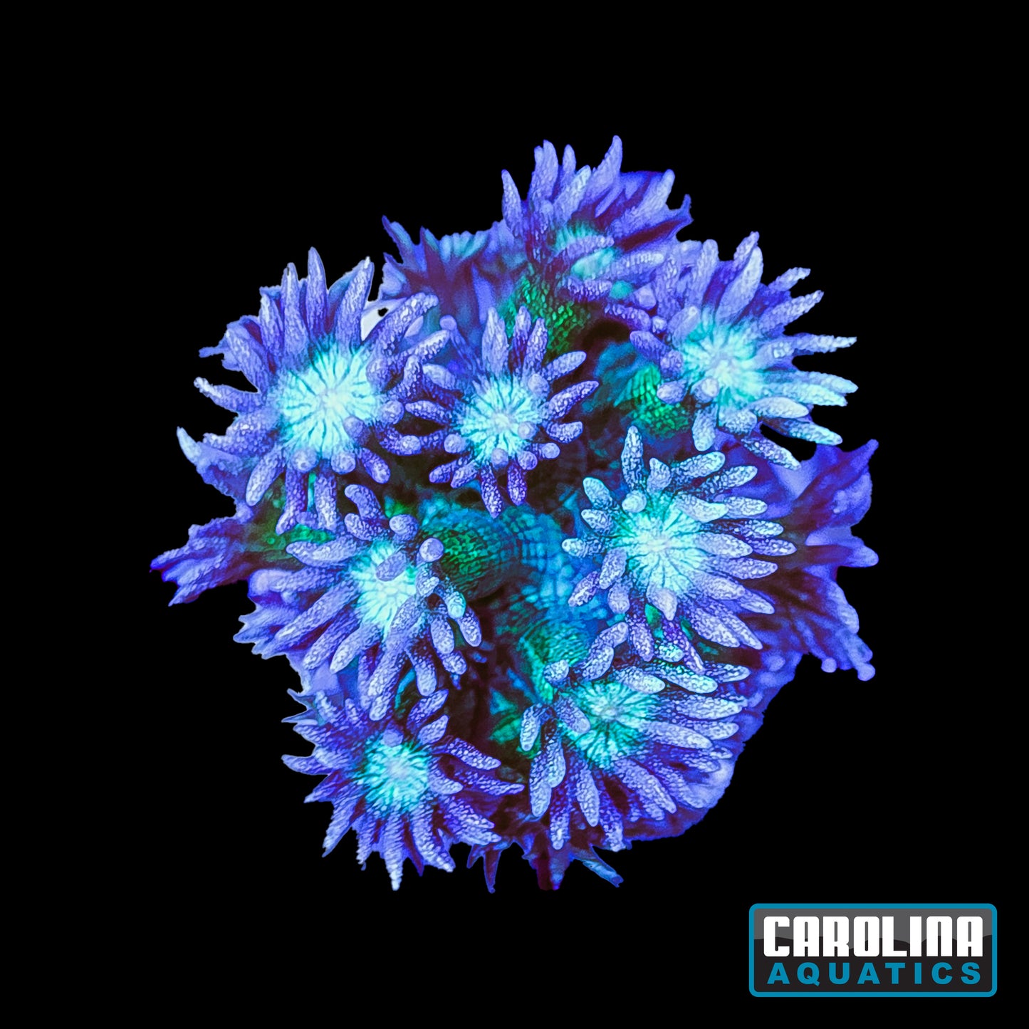 Frag - Goniopora Glitter