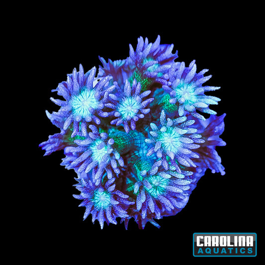 Frag - Goniopora Glitter