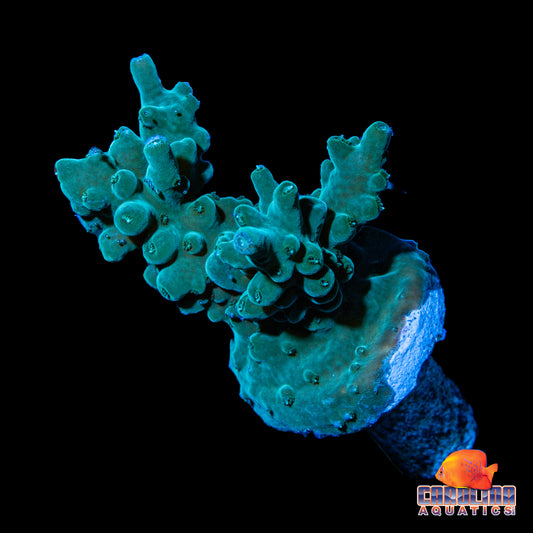 Frag - Acropora Smoothskin 2