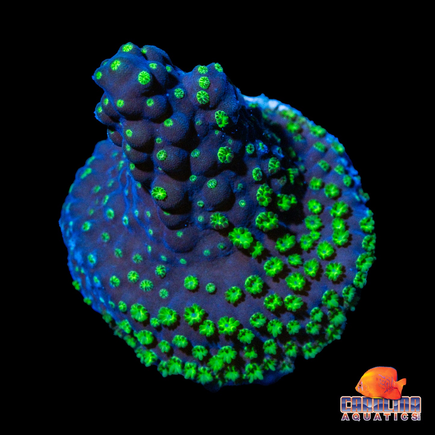 Frag - Acropora Garf Bonsai Wanna Be