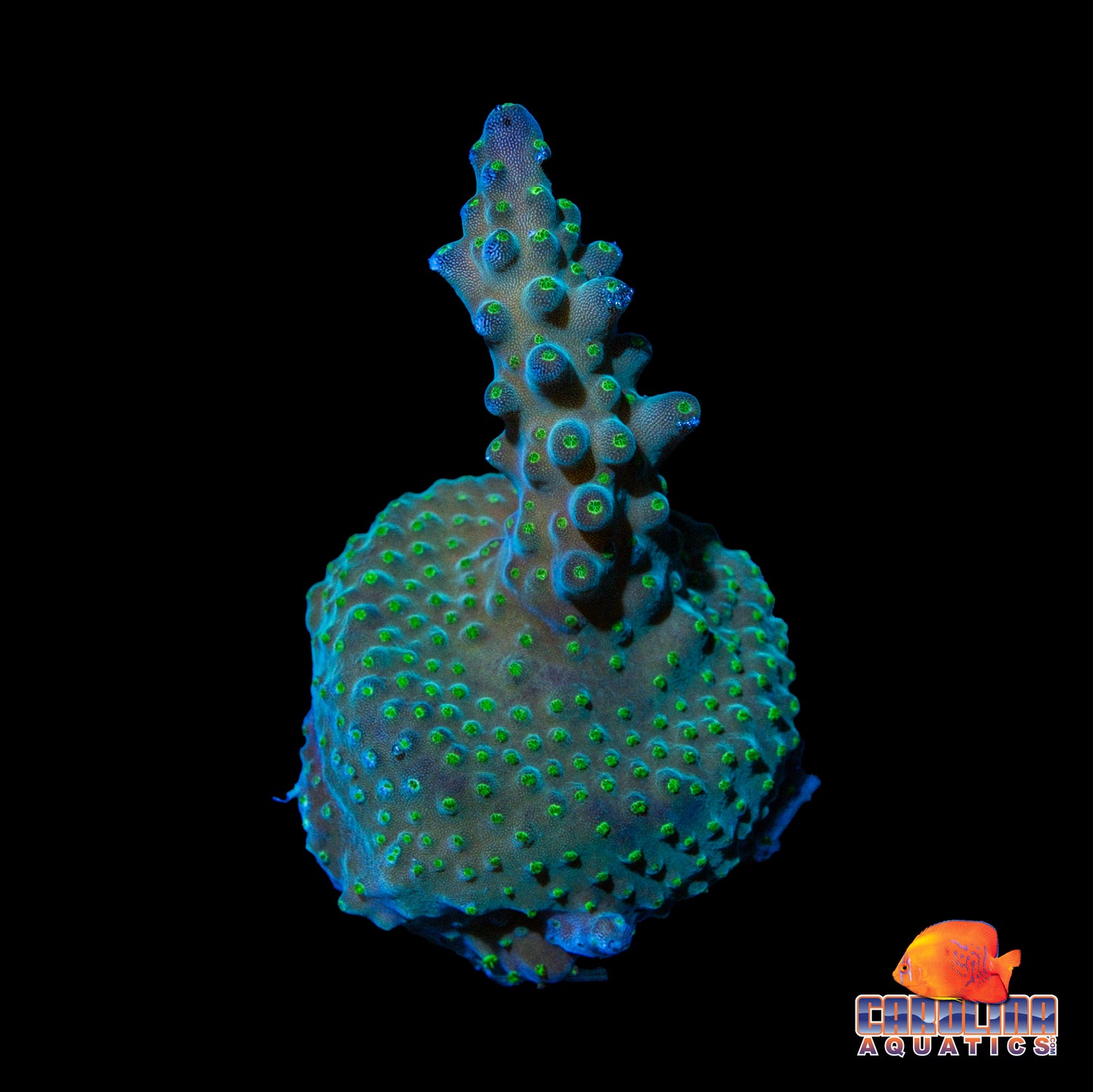 Frag - Acropora Deep Green Encrusting