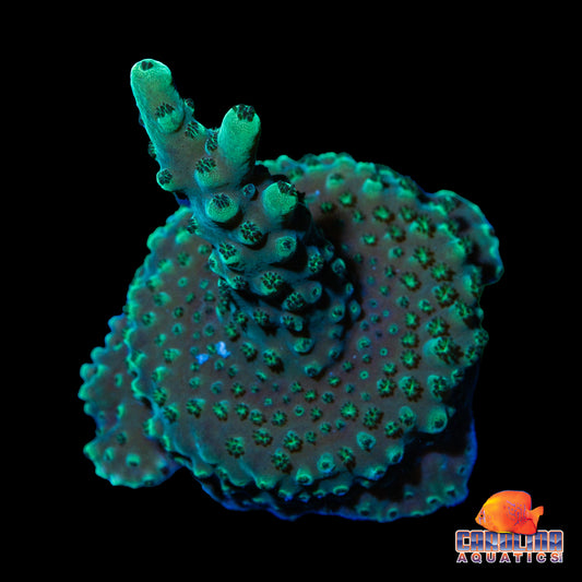 Frag - Acropora Deep Green Encrusting