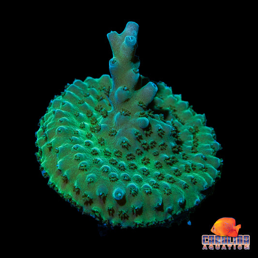 Frag - Acropora Blue Tip Encrusting