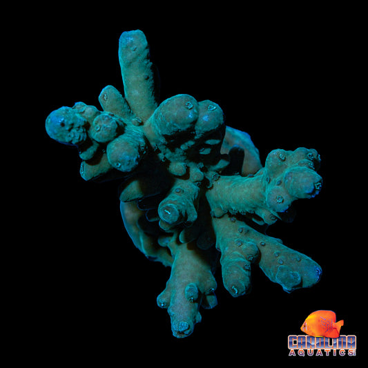 Frag - Acropora Smoothskin