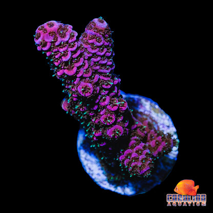 Frag - PC Rainbow Acropora