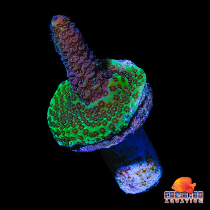 Frag - PC Rainbow Acropora