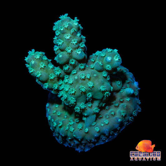 Frag - Chunky Green Acropora