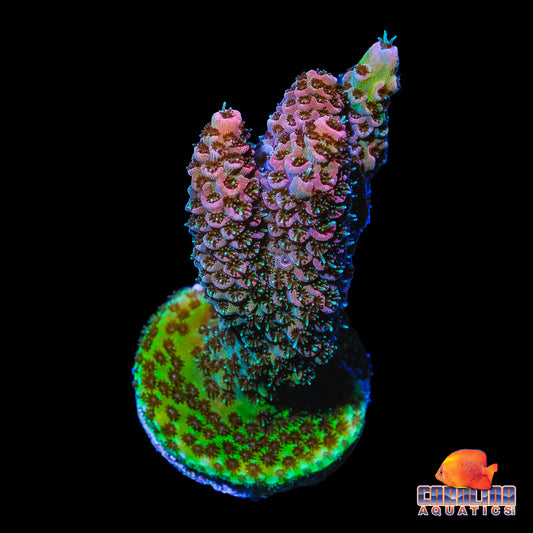 Frag - Red Planet Acropora