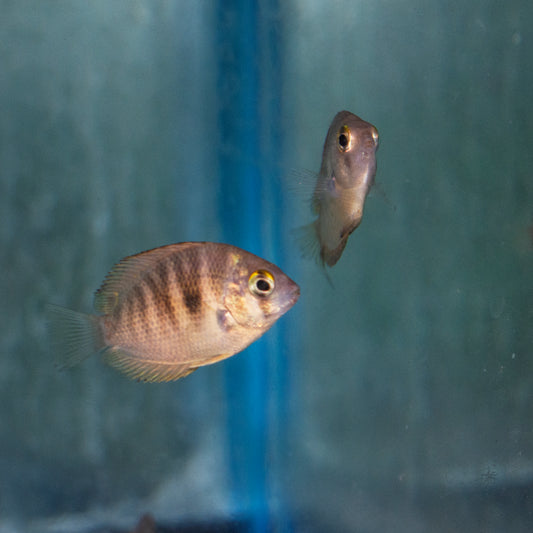 Cichlid - Chromide Canara Pearlspot 1.5-2in