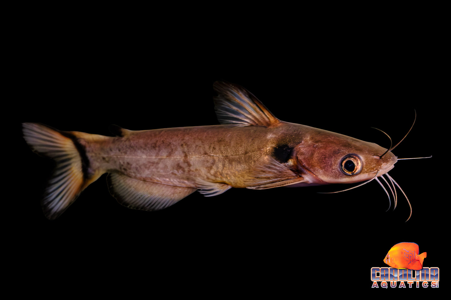 Catfish - Arc Tail Sun 4in.