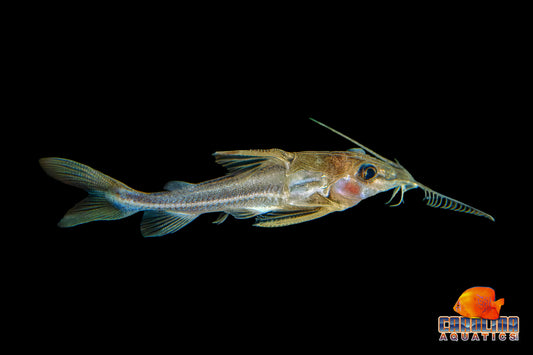 Catfish - Slender Mouse 2-3in
