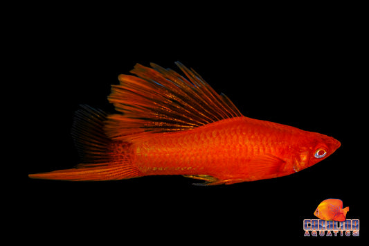 Sword - Red Eye Cauliflower Sabertail M/L