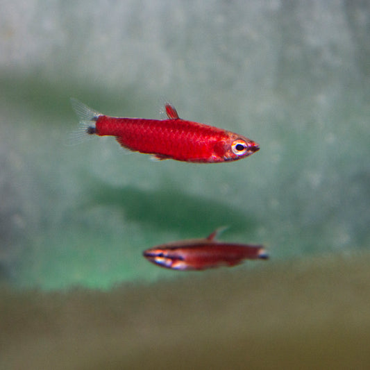 Pencilfish Cenepa Super Red