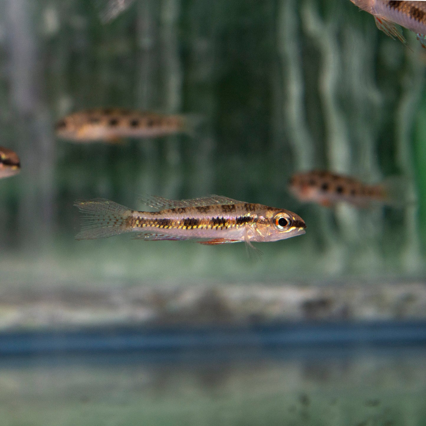 Cichlid - Checkerboard Dwarf