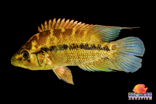 Cichlid - Umbee Black WC Rio Magdalena ML