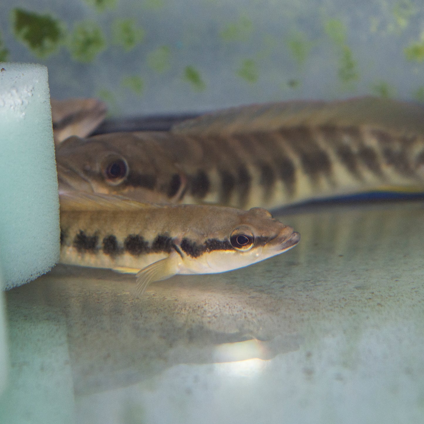 Cichlid - Pike Common "Belly Crawler" Med