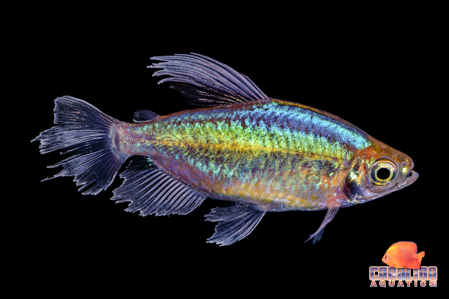Tetra - Congo Male XL