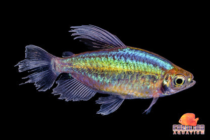 Tetra - Congo Male XL