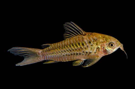 Cory - Elegans Brazil