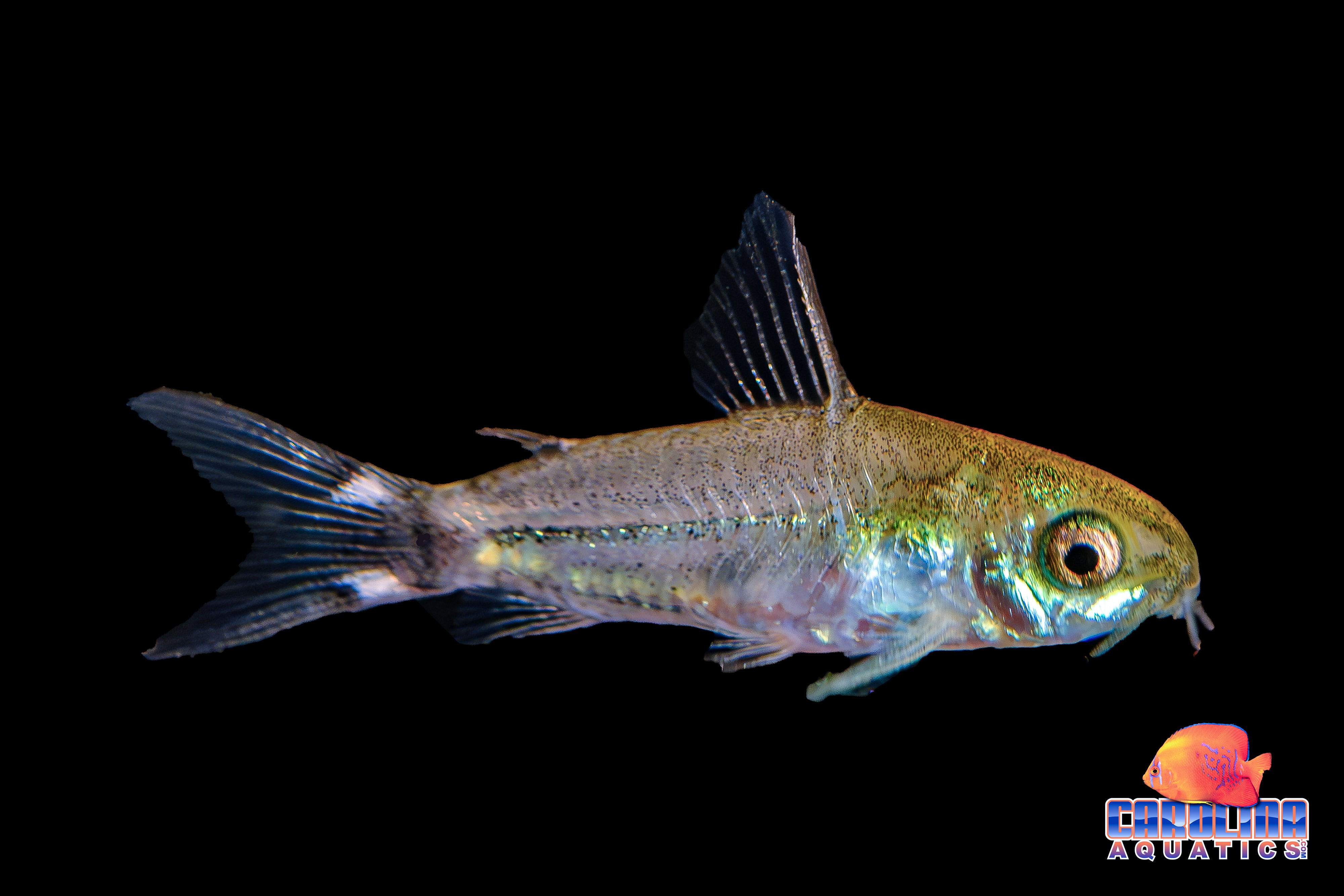 Cory - Tailspot Pygmy (Hastatus) T.R. – Carolina Aquatics
