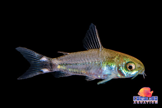Cory - Tailspot Pygmy (Hastatus) T.R.