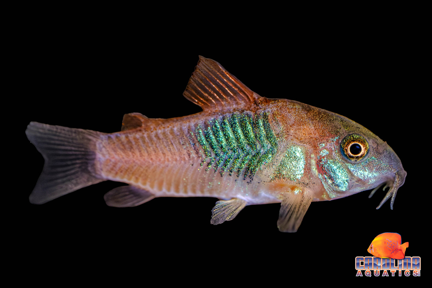 Cory - Orange Venezuela
