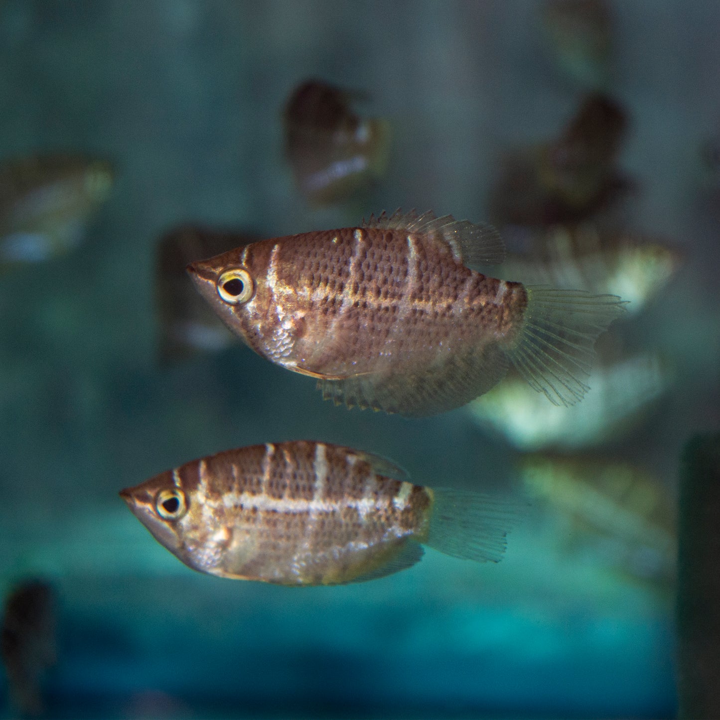 Gourami - Crossband Chocolate