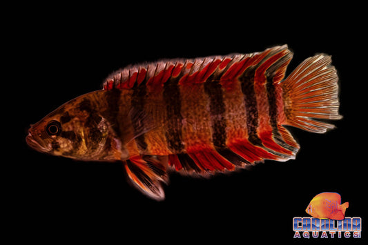 Misc - Ctenopoma Ornate